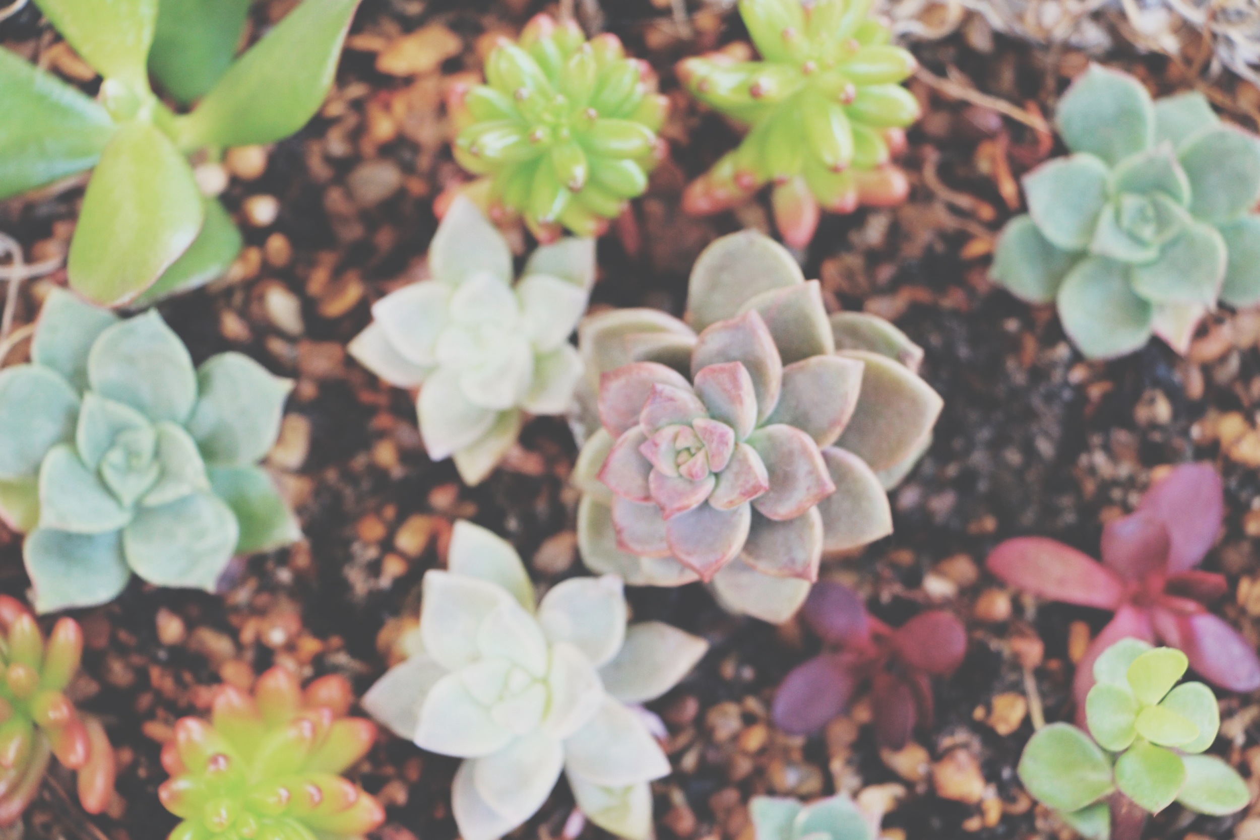 succulent arrangement via needles + leaves